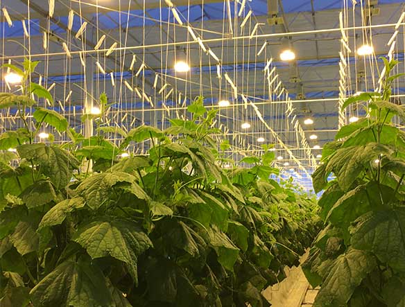 黃瓜種植應(yīng)用